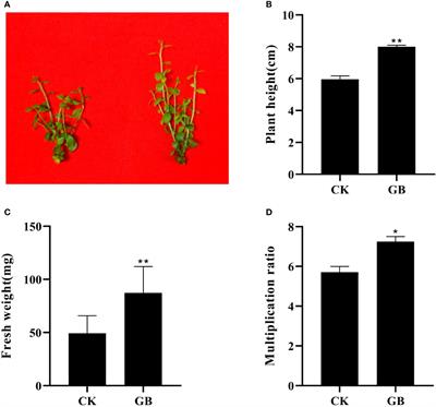 Integrating transcriptome and metabolome to explore the growth-promoting mechanisms of GABA in blueberry plantlets